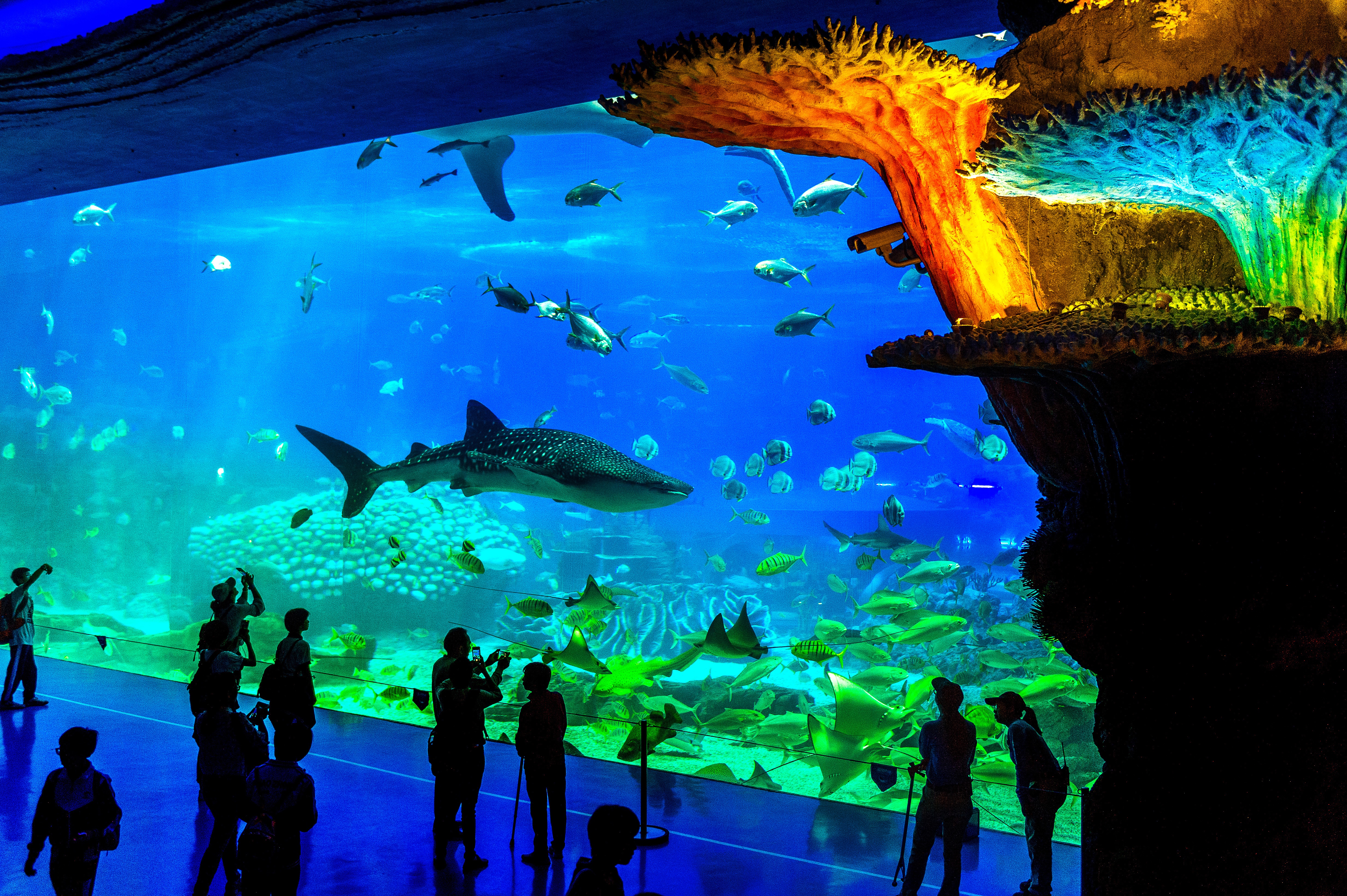 Chimelong Ocean Kingdom, el acuario más grande del mundo 