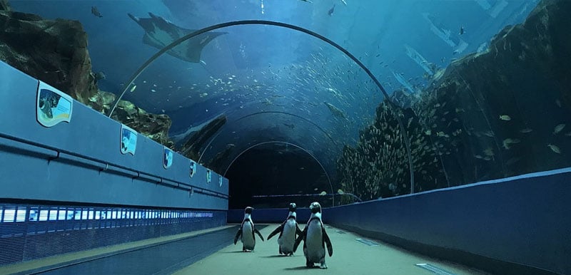 Georgia Aquarium, el acuario más grande de Estados Unidos