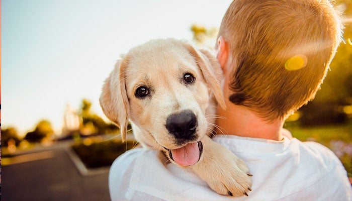 perro a hombros de su dueño