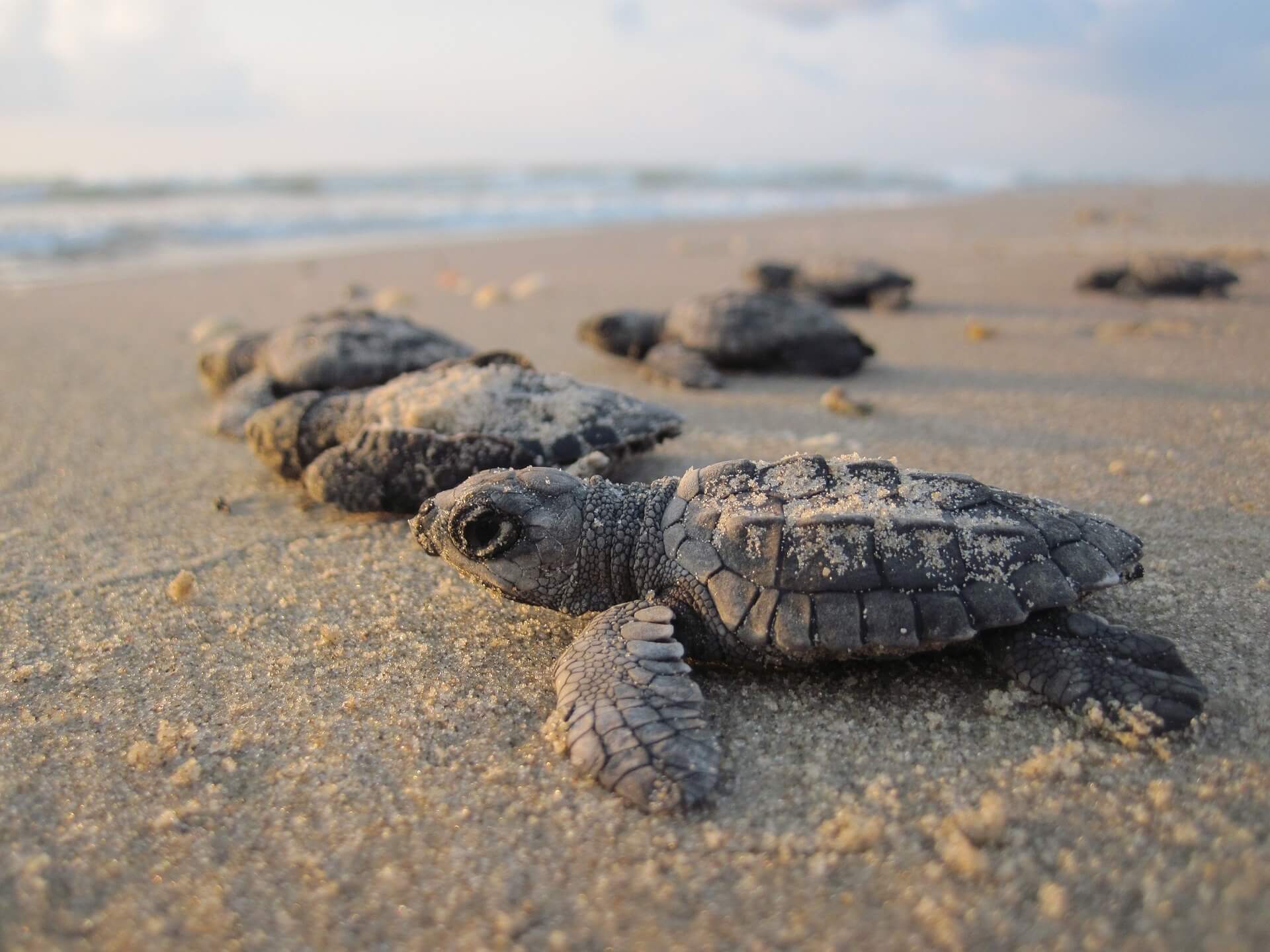 Crías de tortugas marinas se encaminan hacia el mar