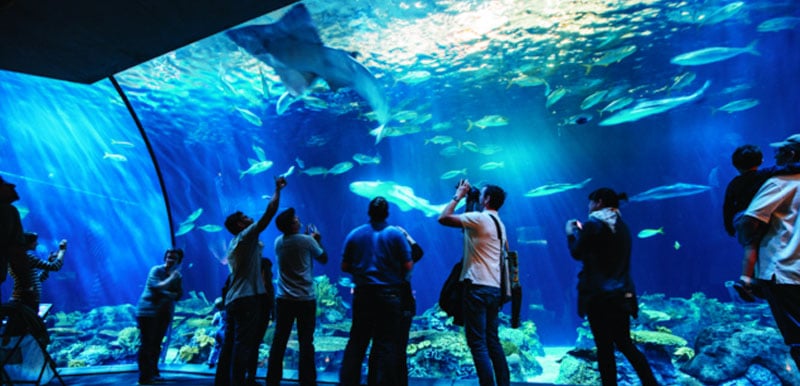 Acuario Shedd Aquarium en Chicago, Estados Unidos
