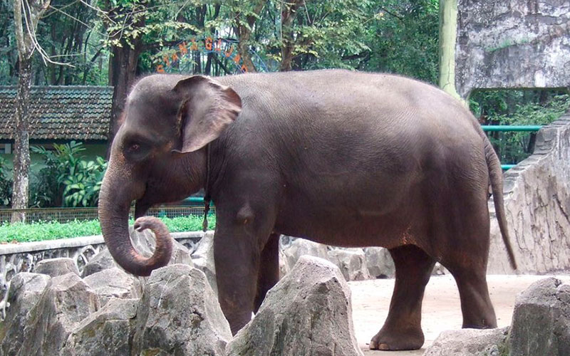 Elefante de Sumatra en peligro de extición