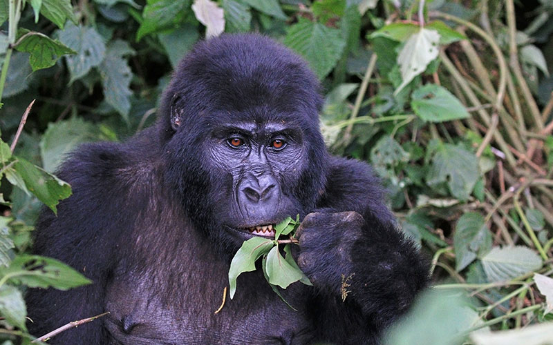 Gorila de Montaña en peligro de extinción