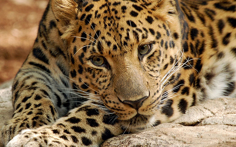 Leopardo de amur en peligro de extinción