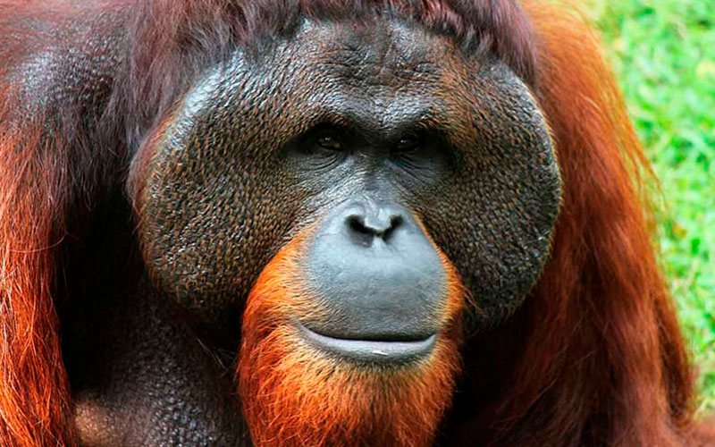 Orangután, animal en peligro de extinción 