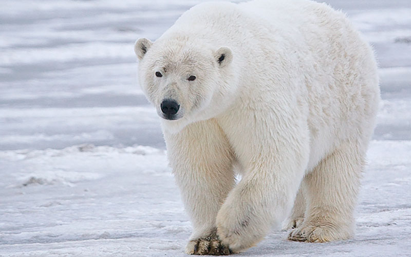 Oso polar, animal en peligro de extinción
