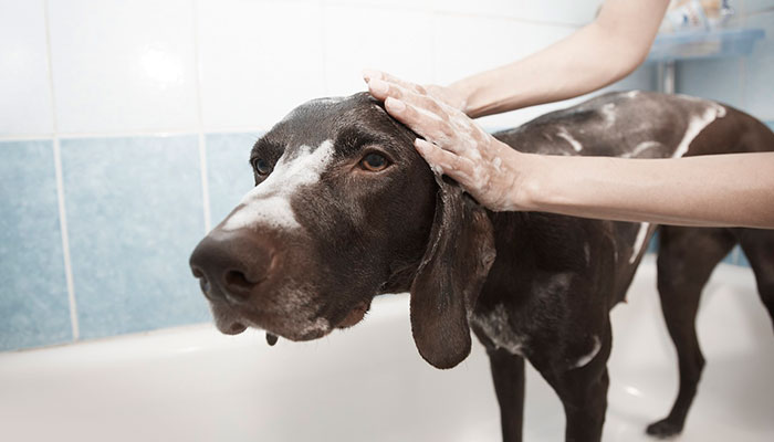 perro en la bañera bañado por su dueña