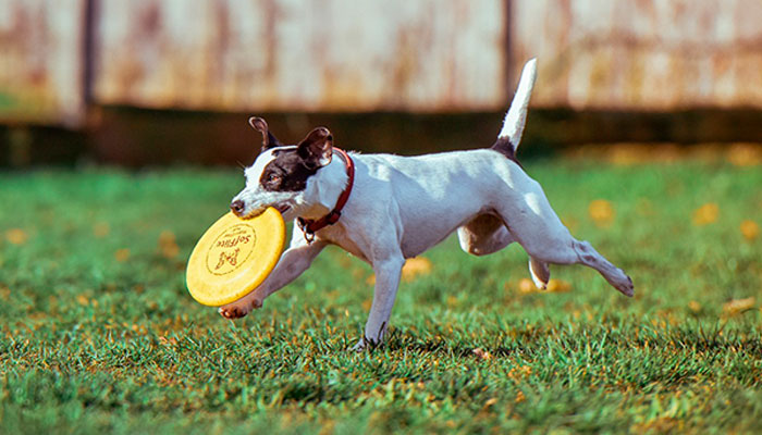 perro jugando con un disco volador