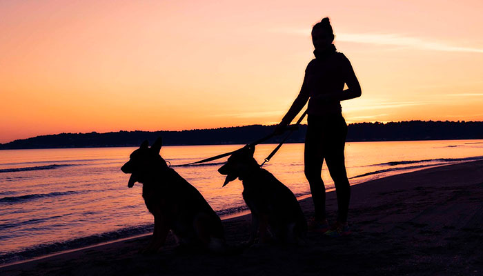 perros entrenando en la playa
