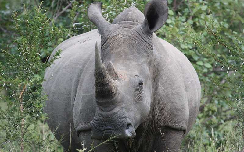 Rinoceronte de Java en peligro de extinción