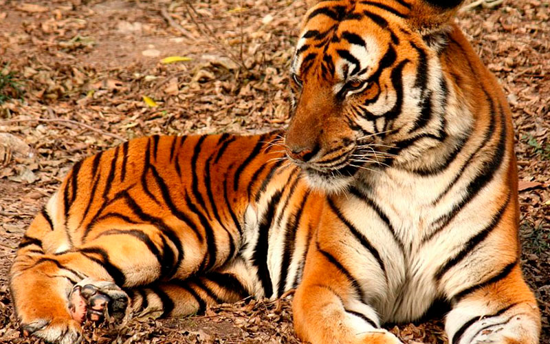 El tigre, animal en peligro de extinción